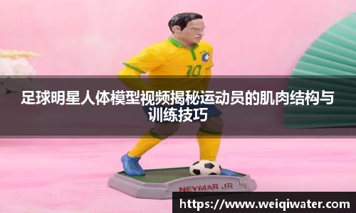 足球明星人体模型视频揭秘运动员的肌肉结构与训练技巧